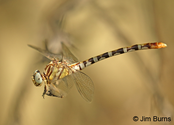 White-belted Ringtail female, Maricopa Co., AZ, October 2017
